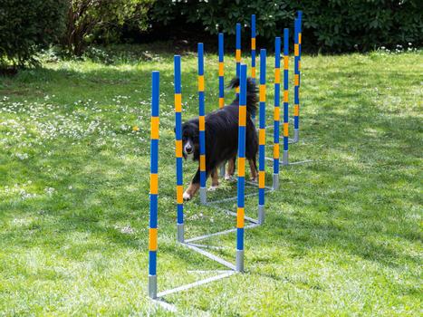 Agility Profi Slalom Allé PRO-serie (56-AP2-420611140335)