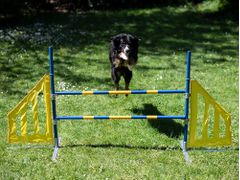  Agility Profi Hopp PRO-serie