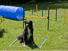  Agility Startersett