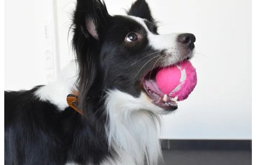 Funny Tennisball til Hund - 6cm (14-518996)