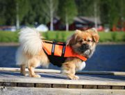 Redningsvest til Hund - Orange (14-503058)