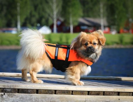 Redningsvest til Hund - Orange (14-503061)