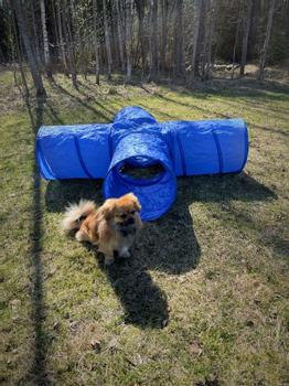 Agility tunnel 4-vegs (56-A4 X-tun)