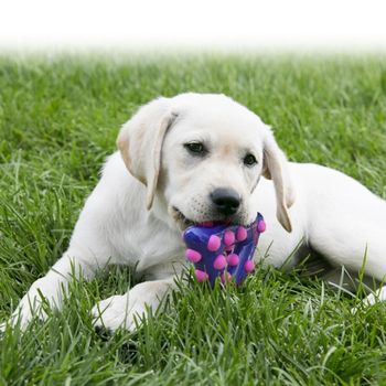 Kong Dotz Trekant Hundeleke (14-516738-1500037563)