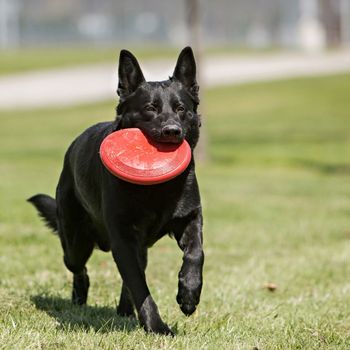 Kong Frisbee - Rød (14-1030815)