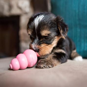 Kong Puppy Valpeleke - Rosa (14-507458-1500038654)