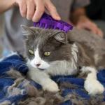 Kong Zoom Groom Kattebørste - Lilla (40-B0097)