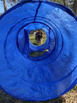 Agility tunnel 4-vegs (56-A4 X-tun)