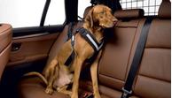 Bilsele Allsafe Harness - Hund (53-00100)