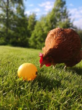  Chickenfun Fôringsball til Høns - 7,5cm