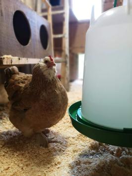  Vanndispenser til Høner