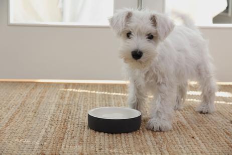 Paikka Slow Feed Bowl - Svart (120-1010004-1500015209)