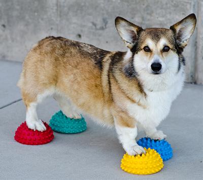 FitPAWS Balanseputer - 4stk (112-279926)