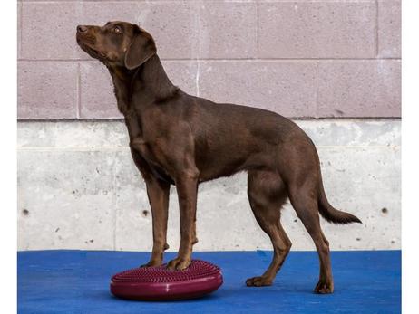 FitPAWS Balanseskive,  Rosa (112-279890)