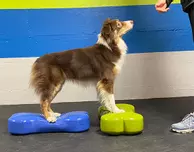 FitPAWS Balanseplattform,  Grønn - 58x25x10cm (112-27951)