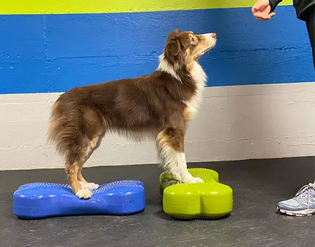 FitPAWS Balanseplattform,  Grønn - 58x25x10cm (112-27951)