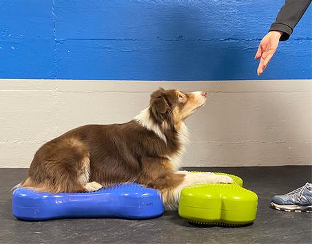 FitPAWS Balanseplattform,  Blå - 58x25x10cm (112-279946)