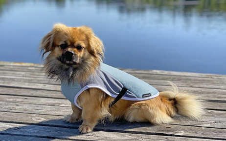  Frozen Kjøledekken til Hund - Grå