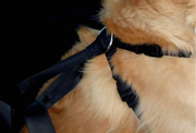 Sikkerhetssele til hund (14-508080-1500011435)