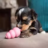 Kong Puppy Valpeleke - Rosa (14-507458-1500038654)