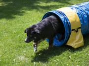Agility Profi Ekstra Sterk Tunnel PRO-serie (56-AP9-1)