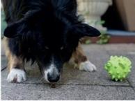 Gummi Godbitleke Fisk - 11cm (56-RB303410)