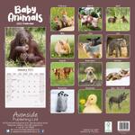 Baby Animals Kalender - 2023 (24-30125)