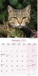Katter Kalender - 2023 (24-30127)