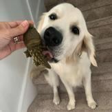 Whimzees Alligator (16-WH2100360-1500085649)