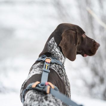 Seleverkstedet Trekreg Hundesele (123-140-001-1500070054)