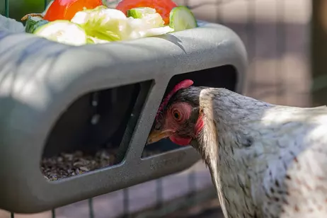  Fôringsautomat til Høns, Grå - 30cm
