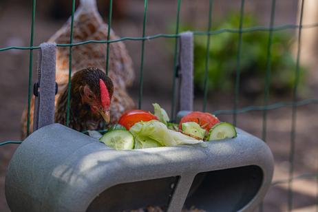 Fôringsautomat til Høns, Grå - 30cm (51-18253)