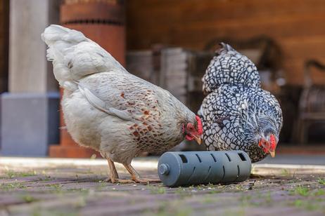 Snack Roller til Høns, Grå - 22cm (51-18254)