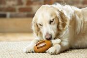 PetSafe Busy Buddy Kyllinglår Godbitleke (124-BB-CHICKEN-SM-19-1500056089)