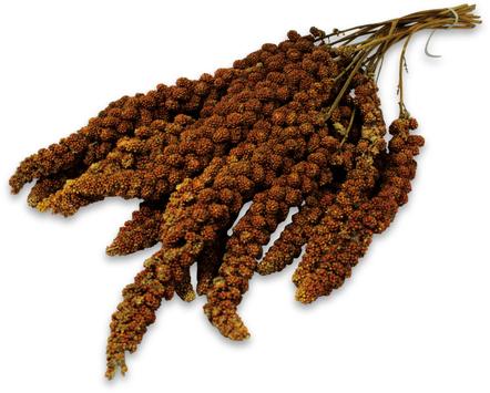 Jr Farm Frøsnacks Røde Hirsekolber - 500g (5-02227)