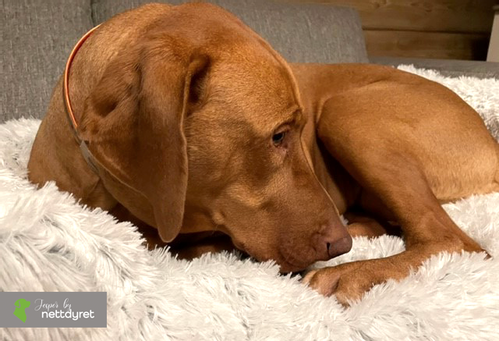 Jesper by Nettdyret Sofaseng - Lys (1130-SOFA-LG-S-1500032398)