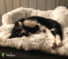  Jesper by Nettdyret Sofaseng - Lys