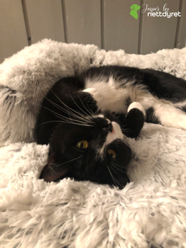 Jesper by Nettdyret Sofaseng - Lys (1130-SOFA-LG-S-1500032398)