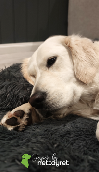 Jesper by Nettdyret Sofaseng - Mørk (1130-SOFA-DG-S)