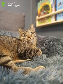 Jesper by Nettdyret Sofaseng - Mørk (1130-SOFA-DG-S)