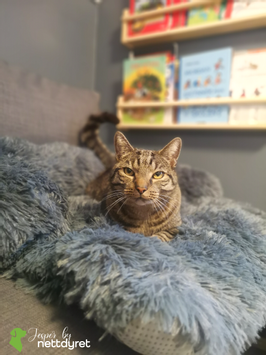 Jesper by Nettdyret Sofaseng - Mørk (1130-SOFA-DG-S)