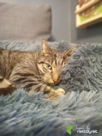  Jesper by Nettdyret Sofaseng - Mørk