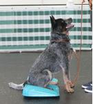 FitPAWS Balanserampe,  Blå - 35cm (112-2793)