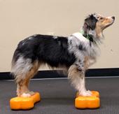 FitPAWS Mini Balanseplattform 2stk, Orange - 29x16, 5x6cm (112-2796)