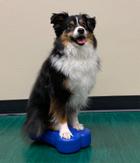 FitPAWS Mini Balanseplattform 2stk, Blå - 29x16, 5x6cm (112-2797)