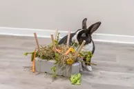 Fôringsstasjon til Kanin og Gnager - 26cm (126-61197)