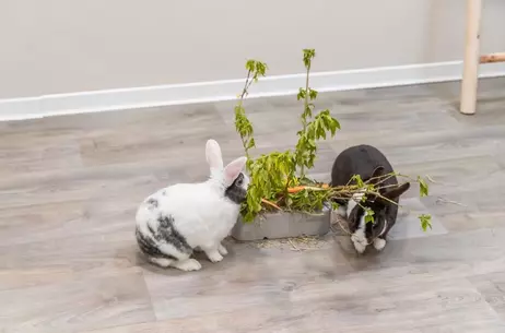 Fôringsstasjon til Kanin og Gnager - 26cm (126-61197)