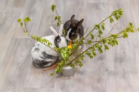 Fôringsstasjon til Kanin og Gnager - 26cm (126-61197)