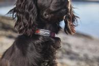 Non-stop Tumble Halsbånd - Lilla (44-3455-150005628)