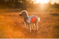 Non-stop Tumble Halsbånd - Blå (44-3477-1500056492)